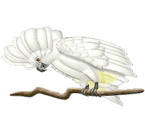cracatoece.gif (37982 octets)